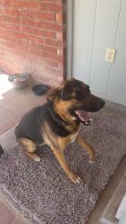 Found/Stray Male Dog last seen Manzanilla & anwarp, Horizon City, TX 79928