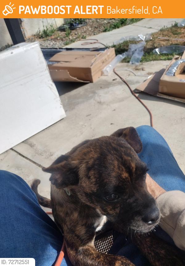 Found/Stray Female Dog last seen N. Chester/ Ferguson , Bakersfield, CA 93308