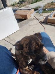 Found/Stray Female Dog last seen N. Chester/ Ferguson , Bakersfield, CA 93308