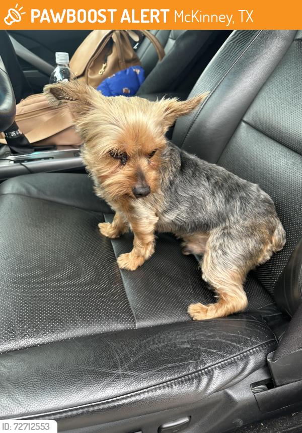Found/Stray Male Dog last seen Wilford drive , McKinney, TX 75070