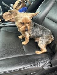 Found/Stray Male Dog last seen Wilford drive , McKinney, TX 75070