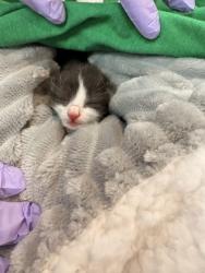Shelter Stray Female Cat last seen Memphis, TN , Bartlett, TN 38134