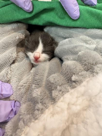 Shelter Stray Female Cat last seen Memphis, TN , Bartlett, TN 38134