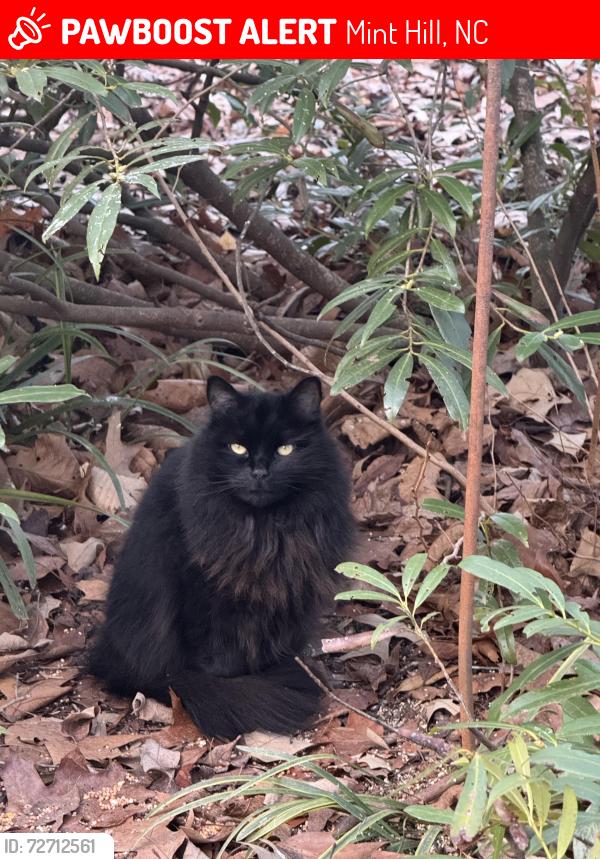 Lost Female Cat last seen Near surrey road, Mint Hill, NC 28227, Mint Hill, NC 28227