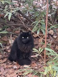 Lost Female Cat last seen Near surrey road, Mint Hill, NC 28227, Mint Hill, NC 28227
