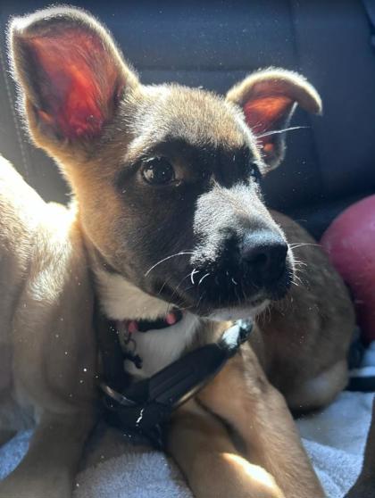 Shelter Stray Female Dog last seen Near Lawrenceville Hwy, Decatur, GA 30033, 30033, GA, Atlanta, GA 30341