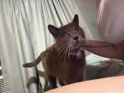 Lost Male Cat last seen harmony community church, Peachland, NC 28133