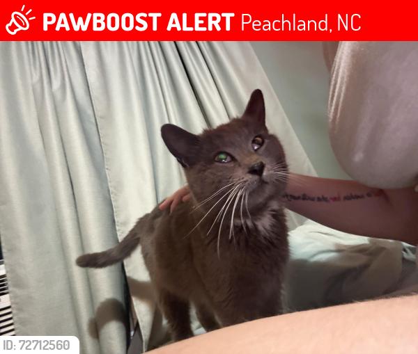 Lost Male Cat last seen harmony community church, Peachland, NC 28133