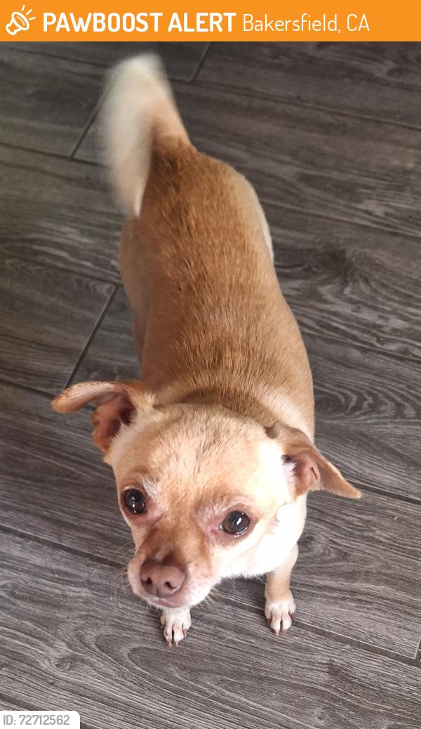 Found/Stray Male Dog last seen Haley st and Pacific st , Bakersfield, CA 93305