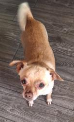 Found/Stray Male Dog last seen Haley st and Pacific st , Bakersfield, CA 93305