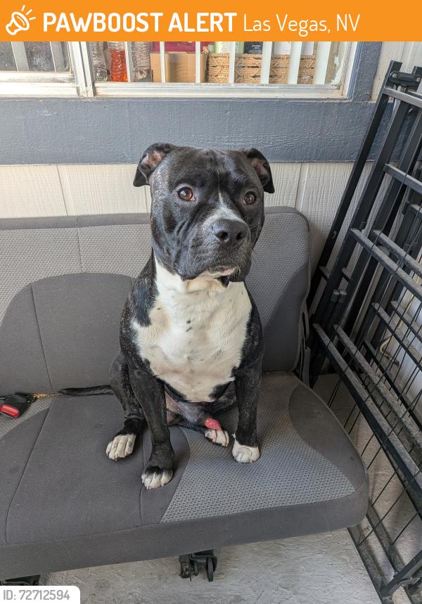 Found/Stray Male Dog last seen Ahern Hotel, Las Vegas, NV 89102