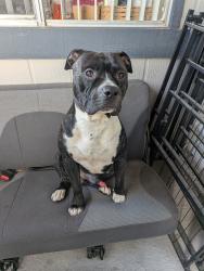 Found/Stray Male Dog last seen Ahern Hotel, Las Vegas, NV 89102