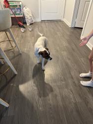 Found/Stray Female Dog last seen Daughtery blvd, Lakeland, FL 33809