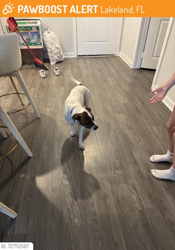 Found/Stray Female Dog last seen Daughtery blvd, Lakeland, FL 33809