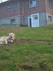 Lost Male Dog last seen Near Lake wa Blvd n, Renton, WA 98056