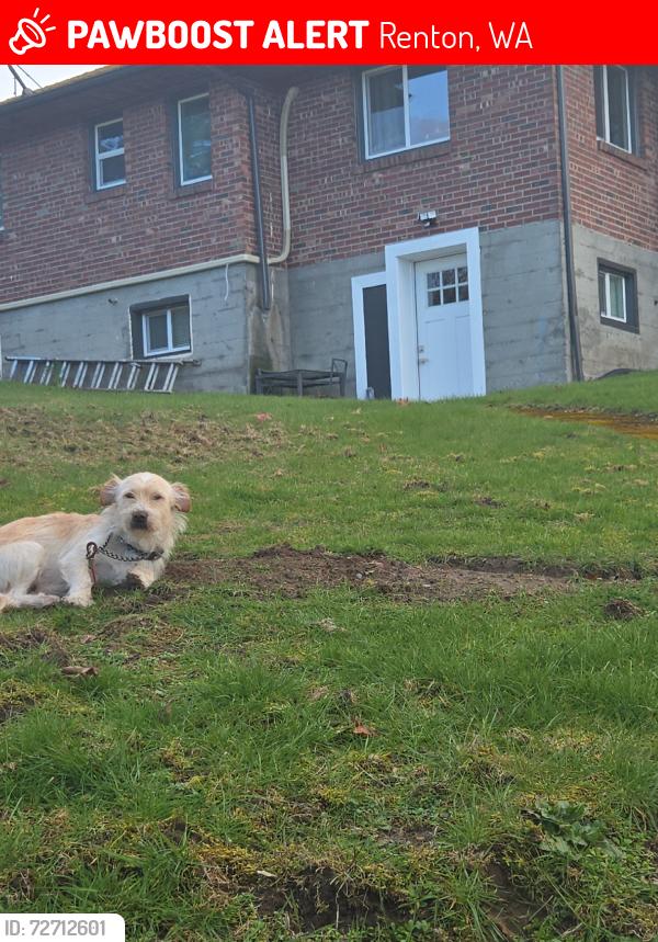 Lost Male Dog last seen Near Lake wa Blvd n, Renton, WA 98056