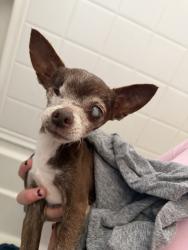 Found/Stray Male Dog last seen Mitc, Ceres, CA 95358