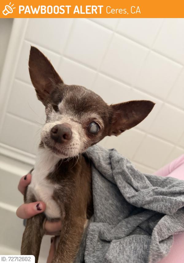 Found/Stray Male Dog last seen Mitc, Ceres, CA 95358