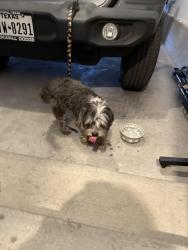 Found/Stray Unknown Dog last seen N Lamont st , Las Vegas, NV 89115