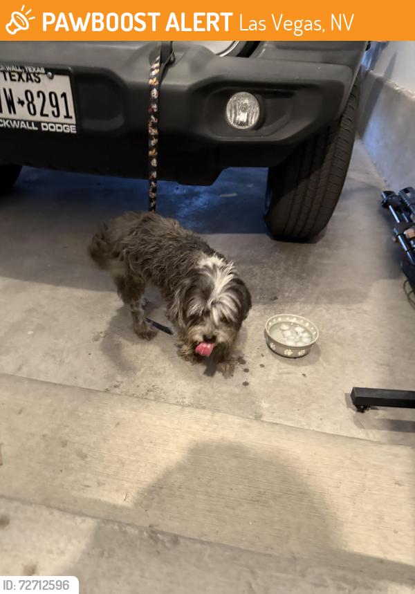 Found/Stray Unknown Dog last seen N Lamont st , Las Vegas, NV 89115