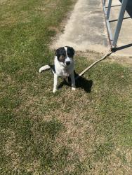 Found/Stray Female Dog last seen Thomas rd Lumberton nc, Fairmont, NC 28340