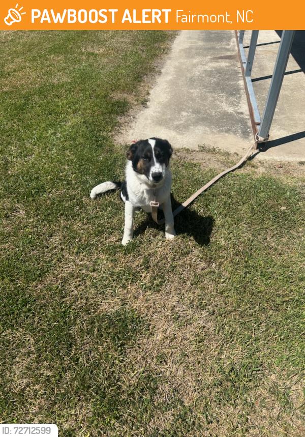 Found/Stray Female Dog last seen Thomas rd Lumberton nc, Fairmont, NC 28340