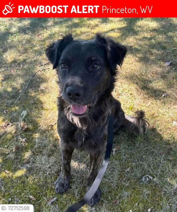 Lost Male Dog last seen Mercer Springs Road, Princeton, WV 25922