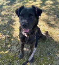Lost Male Dog last seen Mercer Springs Road, Princeton, WV 25922