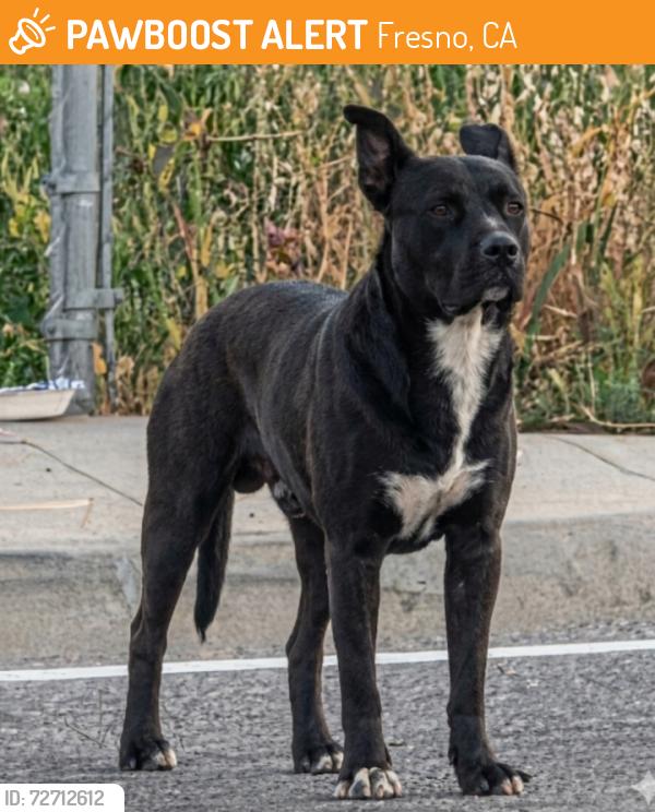 Found/Stray Male Dog last seen Behind Turner Elementary on Peach/ corner of 180 freeway , Fresno, CA 93727