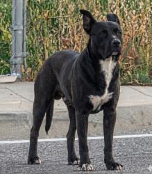 Found/Stray Male Dog last seen Behind Turner Elementary on Peach/ corner of 180 freeway , Fresno, CA 93727