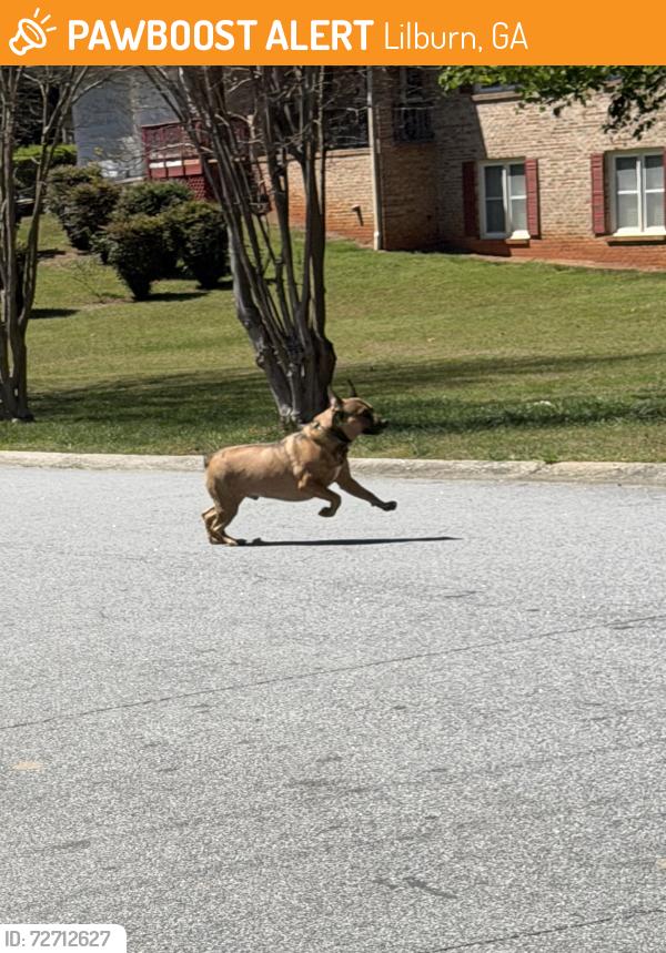 Found/Stray Male Dog last seen Cole dr and arcado in lilburn, Lilburn, GA 30047