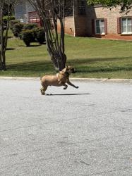 Found/Stray Male Dog last seen Cole dr and arcado in lilburn, Lilburn, GA 30047