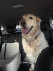 Found/Stray Female Dog last seen Near the apmt complexs on N 40th Street , Rogers, AR 72756