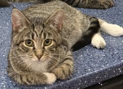 Lost Female Cat last seen Montague and Mackenzie, St. Louis, MO 63123