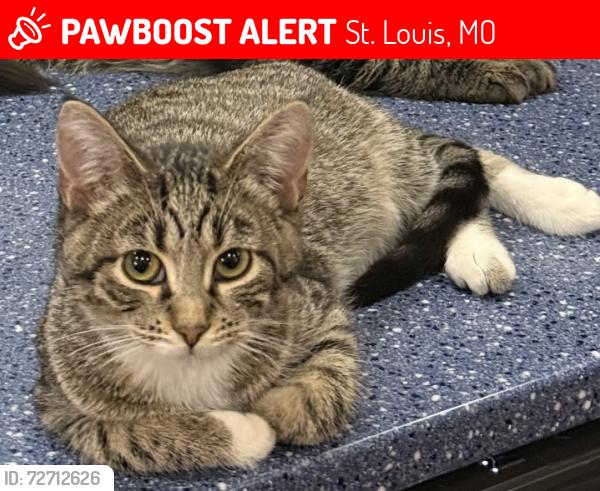Lost Female Cat last seen Montague and Mackenzie, St. Louis, MO 63123