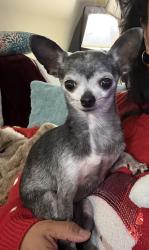 Lost Female Dog last seen West Monroe St, Millsboro, DE 19966