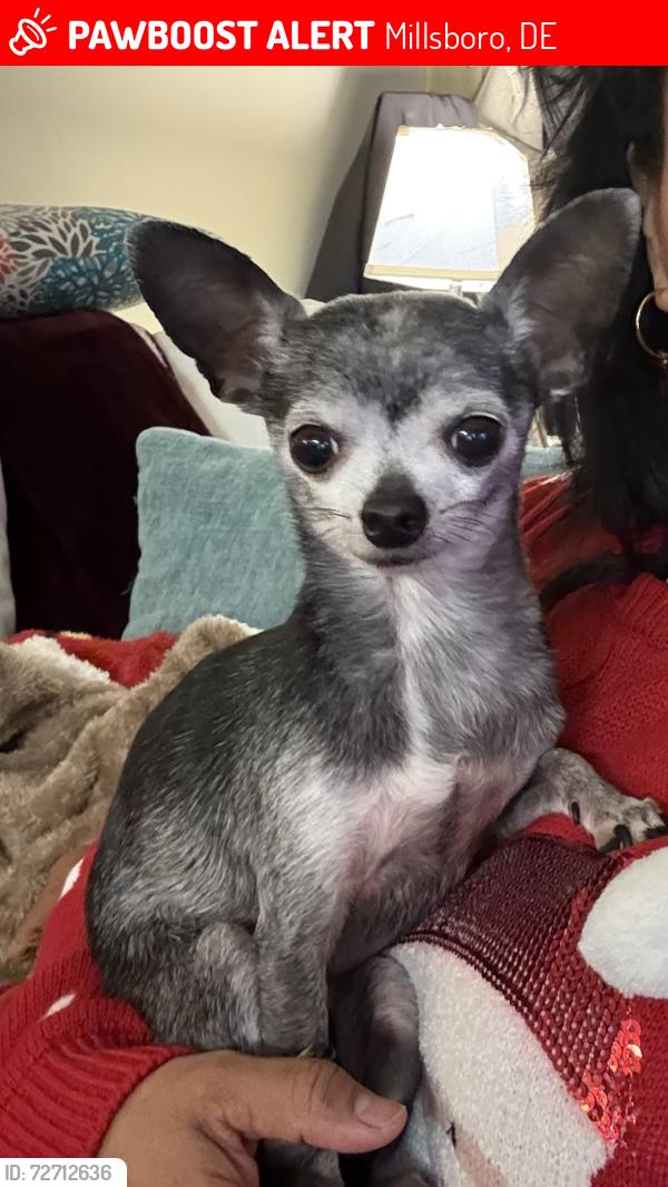 Lost Female Dog last seen West Monroe St, Millsboro, DE 19966