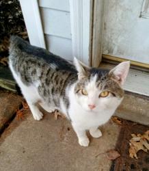 Lost Male Cat last seen Rice Street, West Memphis, AR 72301