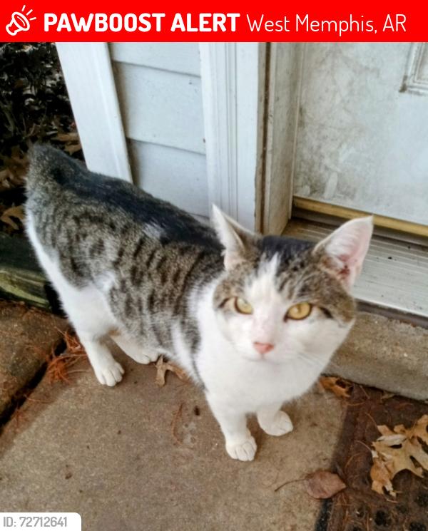 Lost Male Cat last seen Rice Street, West Memphis, AR 72301
