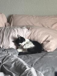 Lost Male Cat last seen Mesa Dr and University , Mesa, AZ 85203
