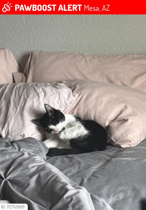 Lost Male Cat last seen Mesa Dr and University , Mesa, AZ 85203