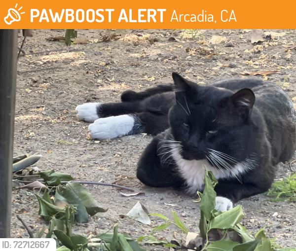Found/Stray Unknown Cat last seen Freer and Marshburn, arcadia, Arcadia, CA 91006