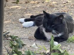 Found/Stray Unknown Cat last seen Freer and Marshburn, arcadia, Arcadia, CA 91006