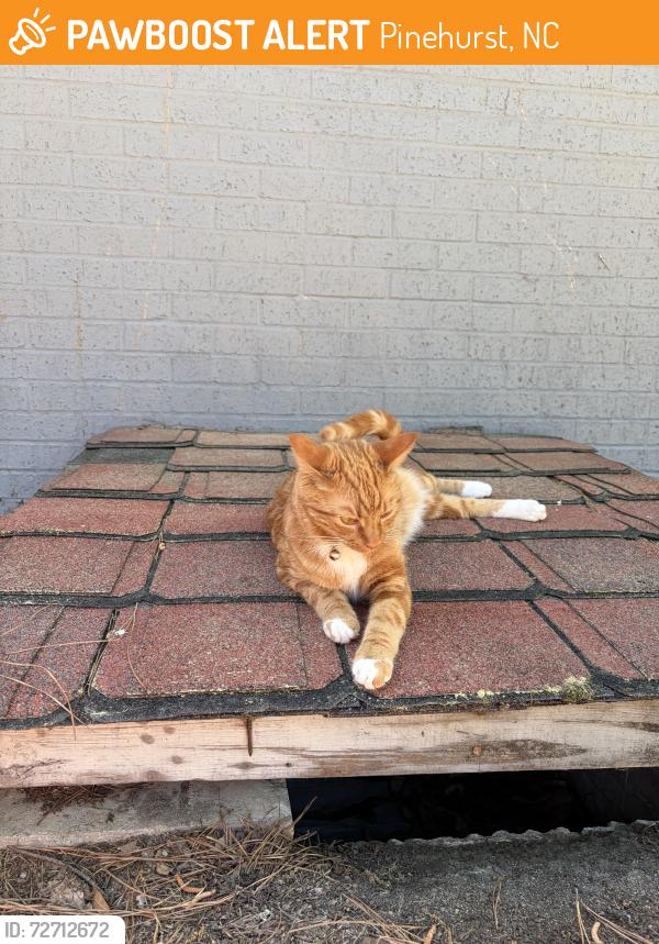 Found/Stray Unknown Cat last seen Near lake forest dr, Pinehurst, NC 28374