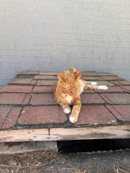 Found/Stray Unknown Cat last seen Near lake forest dr, Pinehurst, NC 28374