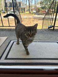 Found/Stray Female Cat last seen Fairfax Rd., Greensboro, NC 27407