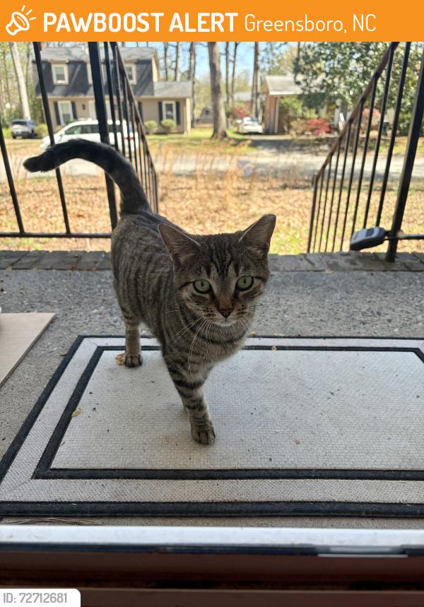 Found/Stray Female Cat last seen Fairfax Rd., Greensboro, NC 27407