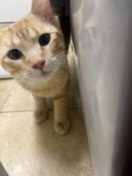 Found/Stray Male Cat last seen Tatum and Jomax , Phoenix, AZ 85050