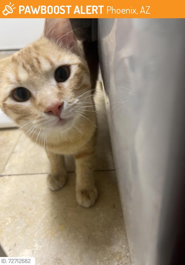 Found/Stray Male Cat last seen Tatum and Jomax , Phoenix, AZ 85050