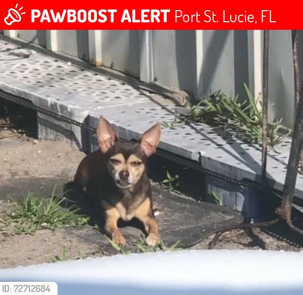 Lost Female Dog last seen Crosstown, del Río, california blvd, , Port St. Lucie, FL 34986